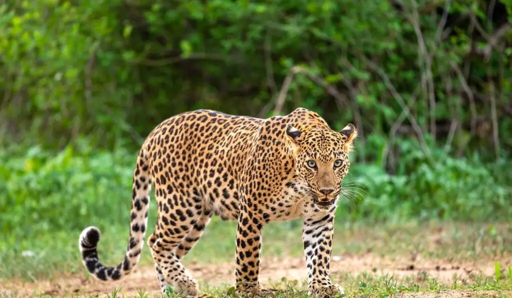 Facts About Leopard