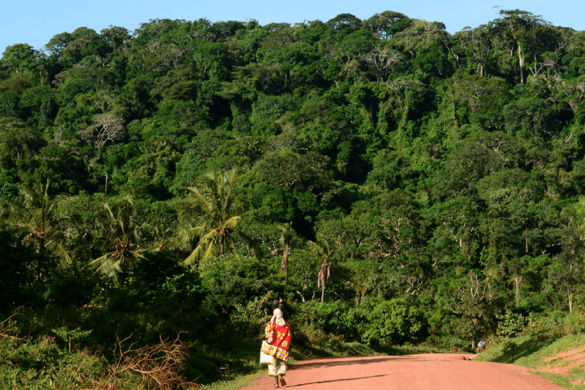 Kaya Kambe Sacred Forest is among Forests in Kenya