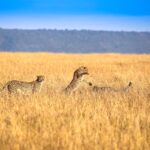 Cheetahs playing in Masai Mara