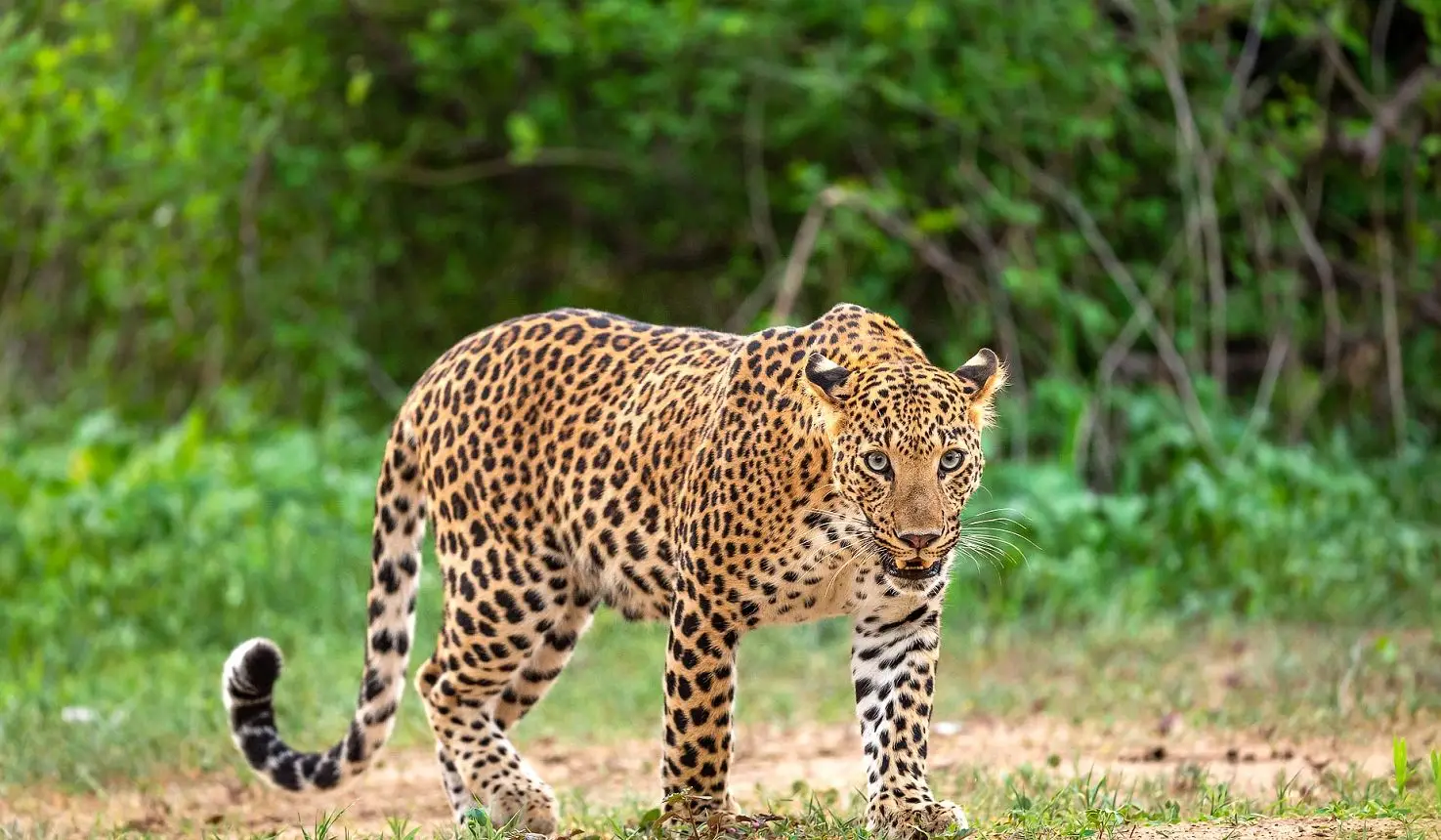 Spotting the elusive leopard on an African Safari