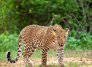 The elusive leopard in its natural habitat