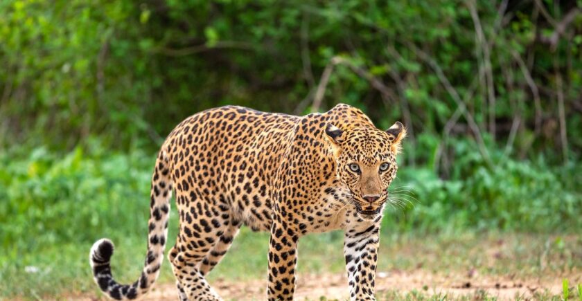 The elusive leopard in its natural habitat