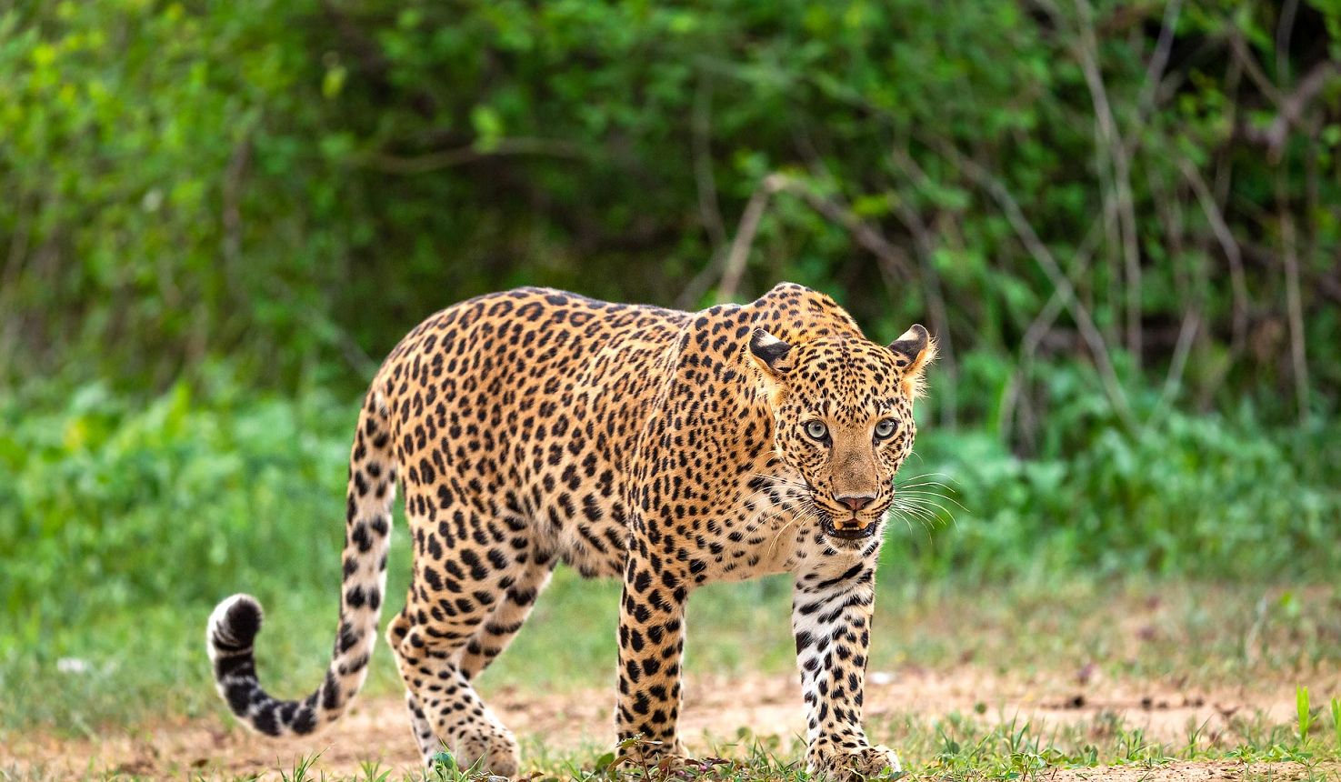 The elusive leopard in its natural habitat