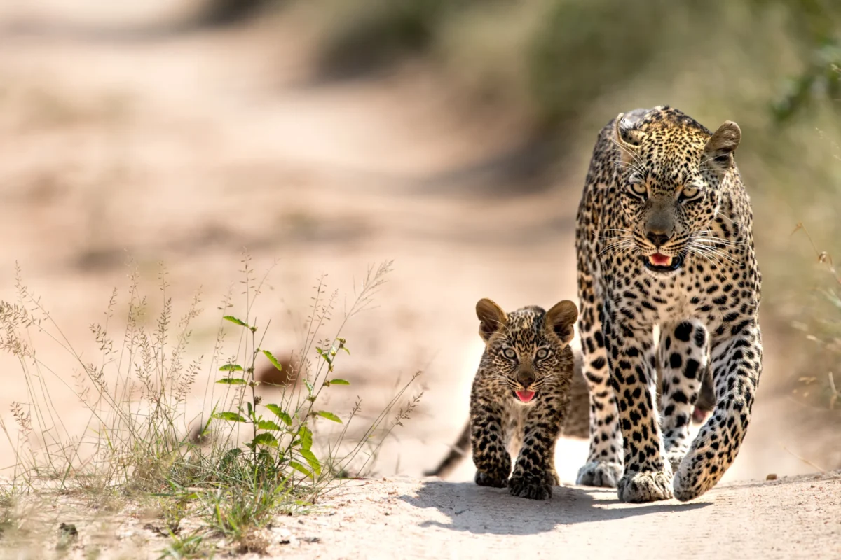 Leopard Facts