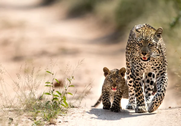 Leopard Facts