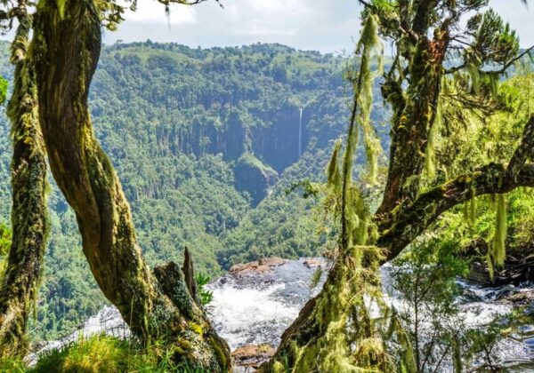 8 Magical Forests in Kenya You Must Explore